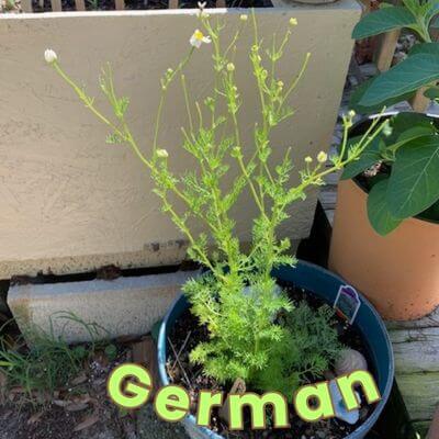  My German chamomile plant in a container