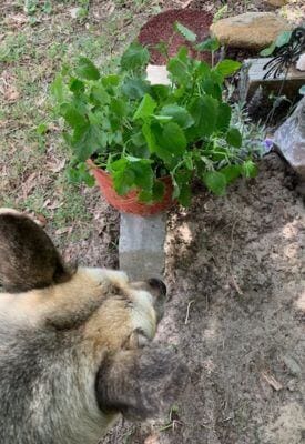 Trimmed version of my lemon balm plant (with Greta looking on)