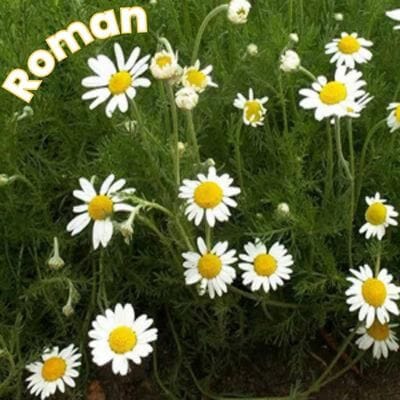 Roman chamomile growing in a garden