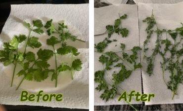 Before microwaving my cilantro on left, and after on right