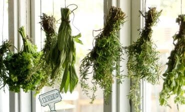 Example of bunches of herbs air drying