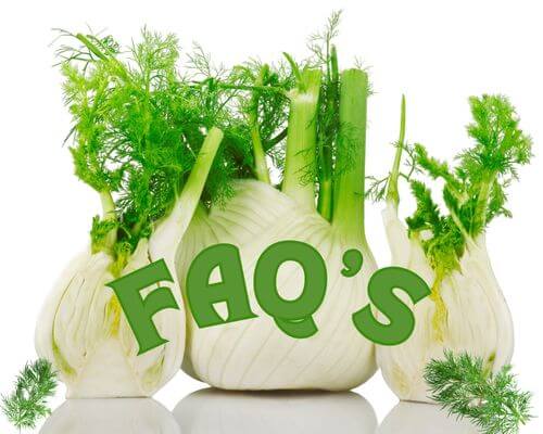 3 Fennel bulbs with FAQ's written across them