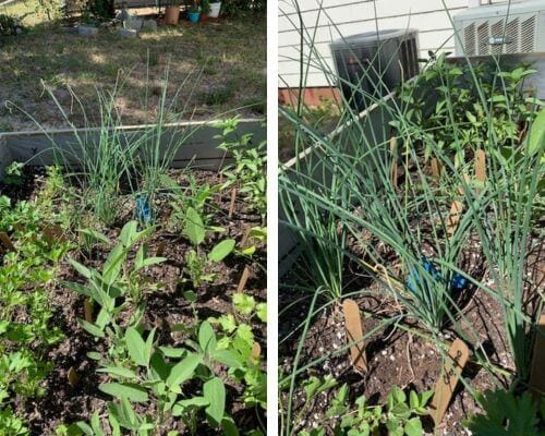 My little chive patch in the raised bed