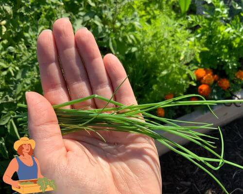 Hand holding some onion chives