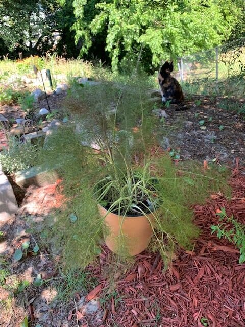 Common/herb fennel