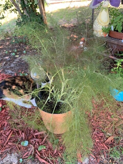 My fennel plant is common or herb fennel