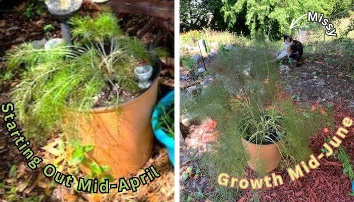 Bertie's herb fennel in a container