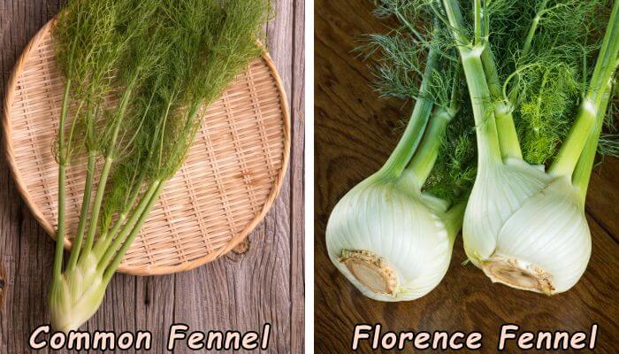 Common Fennel vs. Florence Fennel