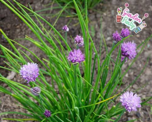 Chives growing in a garden