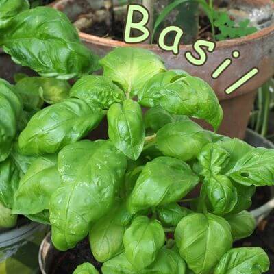 Basil in a pot