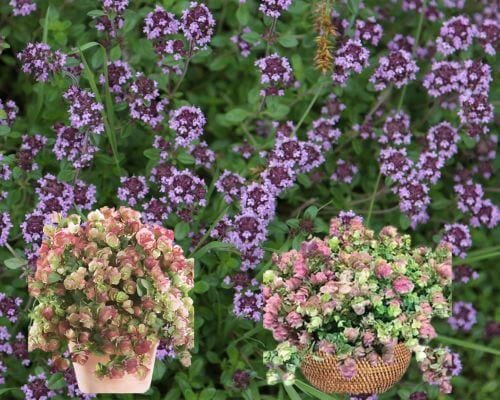 Background of ornamental oregano with two different plants in pots in foreground