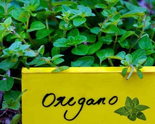 Beautiful oregano in a garden with a sign "Oregano"