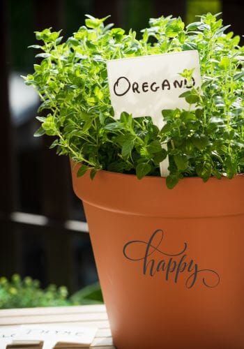 Oregano plant growing in a red clay pot