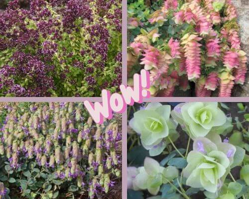 Four different images of 4 types of ornamental oregano with Wow! written in middle