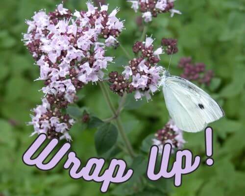 Ornamental oregano with butterfly and "Wrap Up" written on bottom