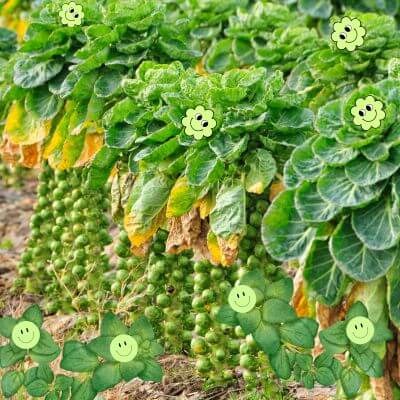 brussels sprouts and oregano together