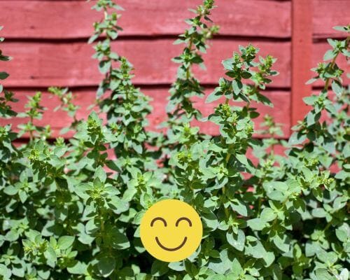 Oregano in garden with red fencing behind and happy face in front