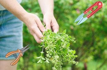 Person holding a bundle of harvested oregano