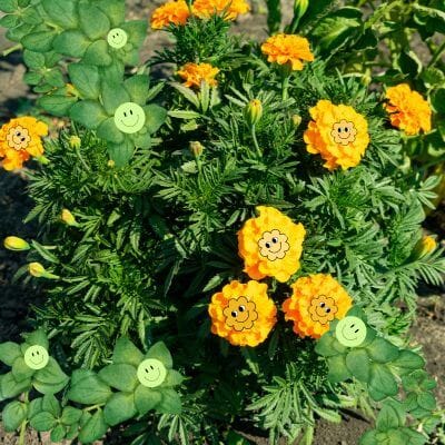 Happy marigolds and oregano in  garden