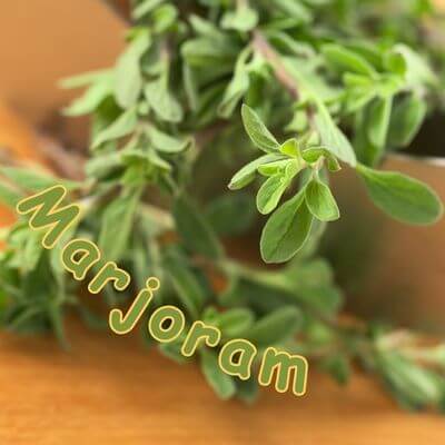 Image of marjoram in a pot