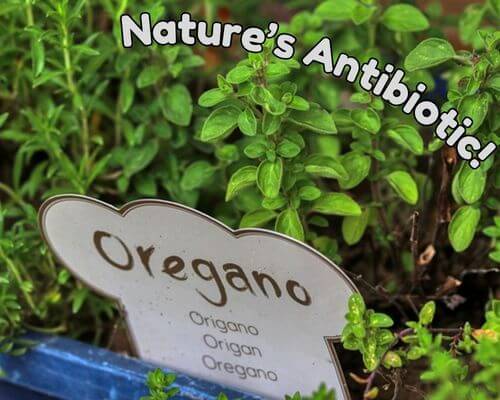 Oregano with little oregano sign in front with "Nature's Antibiotic" written across top right