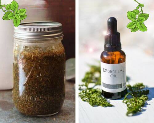 Jar of oil soaked organo on left and bottle of oregano essential oil on right