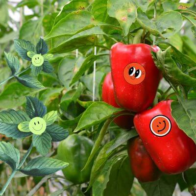 Oregano and peppers together in a garden