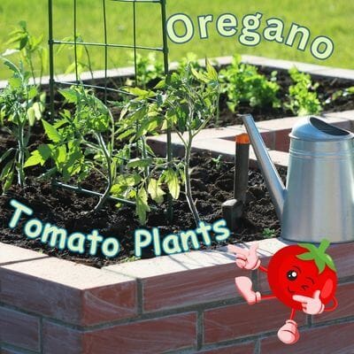 Tomato plants and oregano in raised bed with watering can on edge