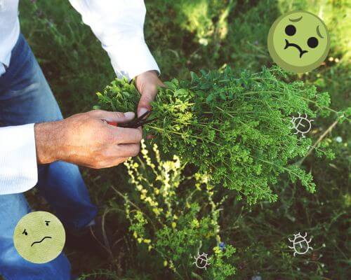 Person clipping oregano and inspecting it with green faces and little bugs 